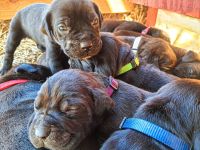 Cane Corso Puppies for sale in Catawba, NC 28609, USA. price: $3,500