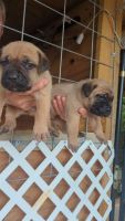 Cane Corso Puppies for sale in Taylorsville, NC 28681, USA. price: NA