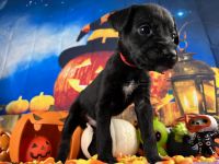 Cane Corso Puppies for sale in Atlanta, GA, USA. price: $2,000