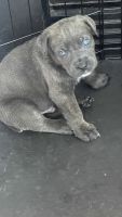 Cane Corso Puppies for sale in Baltimore, MD, USA. price: $1,800