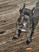 Cane Corso Puppies for sale in Narrowsburg, NY 12764, USA. price: $1,250