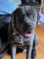 Cane Corso Puppies for sale in Patterson, NY 12563, USA. price: $500