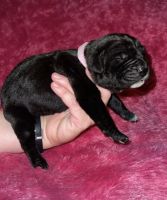 Cane Corso Puppies for sale in Asheville, NC, USA. price: $2,500