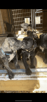 Cane Corso Puppies for sale in Trinity, NC, USA. price: $1,000