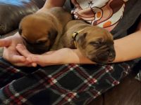 Cane Corso Puppies for sale in Mars Hill, NC 28754, USA. price: NA