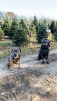 Cane Corso Puppies for sale in Rochester, NY, USA. price: $4,500