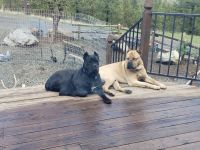 Cane Corso Puppies for sale in Mt Vernon, OR 97865, USA. price: $1,800