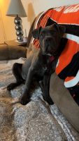 Cane Corso Puppies for sale in Brookville, IN 47012, USA. price: $1,200
