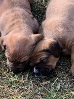 Cane Corso Puppies for sale in Culpeper, VA 22701, USA. price: $300