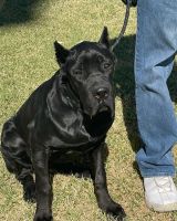 Cane Corso Puppies for sale in Chandler, AZ 85286, USA. price: NA