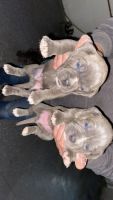 Cane Corso Puppies for sale in Davenport, IA, USA. price: $300