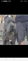 Cane Corso Puppies for sale in Temecula, CA, USA. price: $2,500