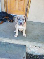 Cane Corso Puppies for sale in Norwalk, CA, USA. price: $400