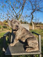 Cane Corso Puppies for sale in Tampa, Florida. price: NA