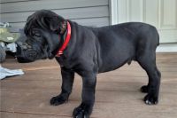 Cane Corso Puppies for sale in Zambales, Philippines. price: 1,800 PHP
