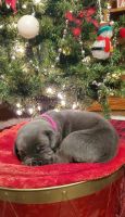 Cane Corso Puppies for sale in Warwick, PA 18974, USA. price: $2,500