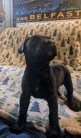 Cane Corso Puppies for sale in Ashland, Wisconsin. price: $700
