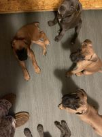 Cane Corso Puppies for sale in Stanton, Kentucky. price: $1,850