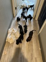 Cane Corso Puppies for sale in Patterson, California. price: NA