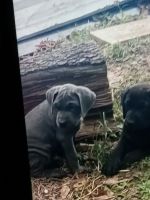Cane Corso Puppies for sale in Aiken, South Carolina. price: $550