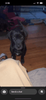 Cane Corso Puppies for sale in New Bedford, Massachusetts. price: $2,000