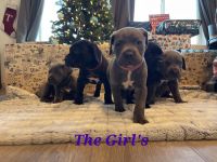 Cane Corso Puppies for sale in Prineville, OR 97754, USA. price: $1,500