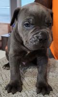 Cane Corso Puppies for sale in Lindsay, Ontario. price: $2,000