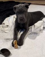 Cane Corso Puppies for sale in New York City, New York. price: $2,500