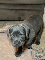 Cane Corso Puppies for sale in Wilmington, Delaware. price: $750