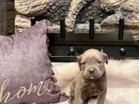 Cane Corso Puppies for sale in Maysville, Kentucky. price: $1,500