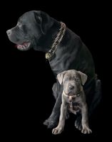 Cane Corso Puppies for sale in Vallejo, CA 94591, USA. price: $1,000