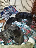 Cane Corso Puppies for sale in Yelm, Washington. price: $350