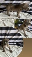 Cane Corso Puppies for sale in Oxnard, California. price: $2,000