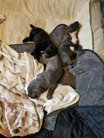Cane Corso Puppies for sale in North Las Vegas, Nevada. price: $2,000