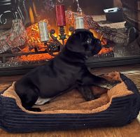 Cane Corso Puppies for sale in Arnaudville, Louisiana. price: $1,500