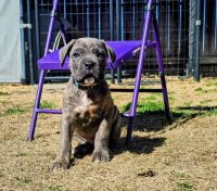 Cane Corso Puppies for sale in Pittsburgh, PA, USA. price: $557