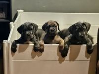 Cane Corso Puppies for sale in Newburgh, New York. price: $3,500