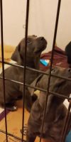 Cane Corso Puppies for sale in Francesville, Indiana. price: $1,500