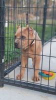 Cane Corso Puppies for sale in Raleigh, North Carolina. price: $527