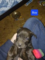 Cane Corso Puppies for sale in Beaver Dam, Kentucky. price: $500