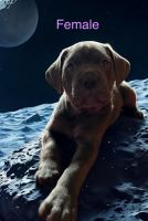 Cane Corso Puppies for sale in Birmingham, AL, USA. price: $15,002,000