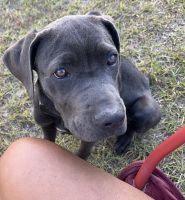 Cane Corso Puppies for sale in Millbrook, Alabama. price: $1,200