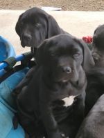 Cane Corso Puppies for sale in Canton, Georgia. price: $500