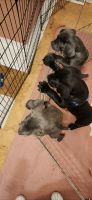 Cane Corso Puppies for sale in Francesville, Indiana. price: $1,450