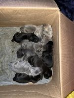Cane Corso Puppies for sale in Albany, Louisiana. price: NA