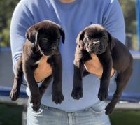 Cane Corso Puppies for sale in Gilroy, California. price: NA