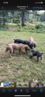 Cane Corso Puppies for sale in Denver, Indiana. price: $1,500