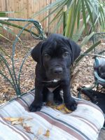 Cane Corso Puppies for sale in St.Petersburg, Florida. price: $850
