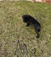 Cane Corso Puppies for sale in Mansfield, Texas. price: $1,200