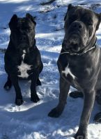 Cane Corso Puppies for sale in Richmond, Indiana. price: $2,000